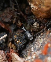 Scopodes