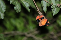 Sterculia quadrifida