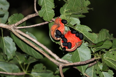 Sterculia quadrifida