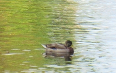 Anas platyrhynchos