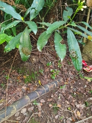 Natalobatrachus bonebergi