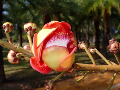 Couroupita guianensis