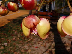 Couroupita guianensis