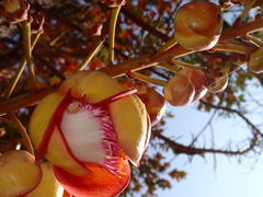 Couroupita guianensis