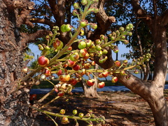 Couroupita guianensis