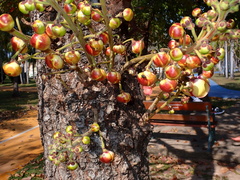 Couroupita guianensis