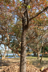 Couroupita guianensis