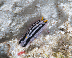 Phyllidia alyta