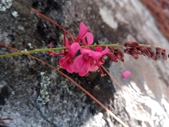 Indigofera pedunculata image