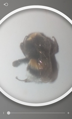 Bombus terrestris