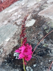 Indigofera pedunculata