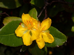 Ochna serrulata