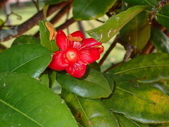 Ochna serrulata