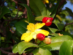 Ochna serrulata