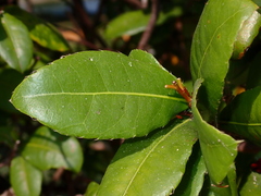 Ochna serrulata