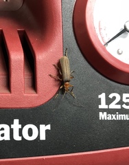 Pacificanthia consors