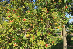 Ochna serrulata