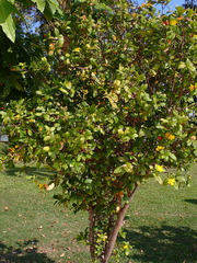 Ochna serrulata