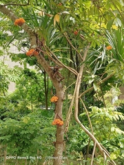 Saraca