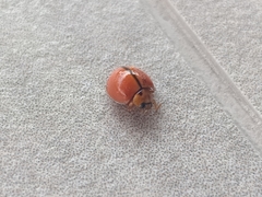 Micraspis discolor