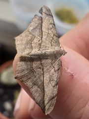 Chiasmia simplicilinea