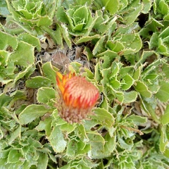 Haplopappus macrocephalus