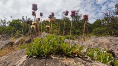 Haplopappus macrocephalus
