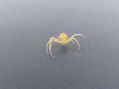 Thomisidae