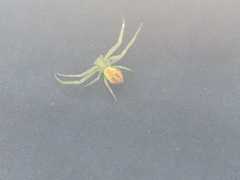 Thomisidae