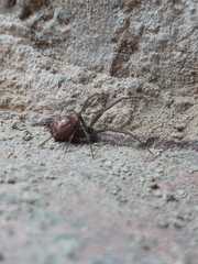 Steatoda