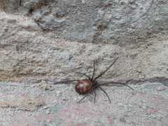 Steatoda