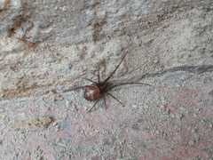 Steatoda