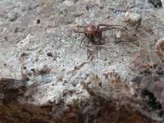 Steatoda