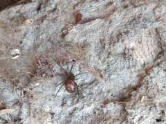 Steatoda