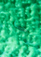 Cochleoceps bicolor