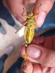 Melanoplus differentialis