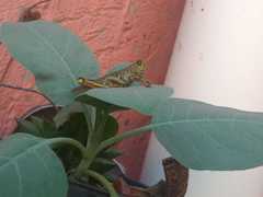 Melanoplus differentialis