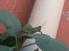 Melanoplus differentialis