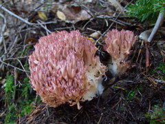 Ramaria botrytis