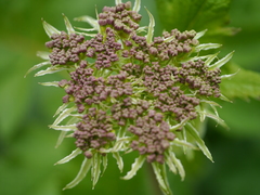 Ligusticopsis wallichiana