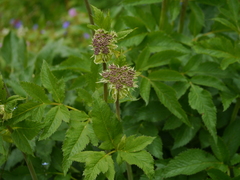 Ligusticopsis wallichiana