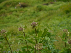 Ligusticopsis wallichiana