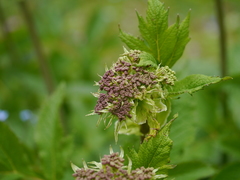 Ligusticopsis wallichiana