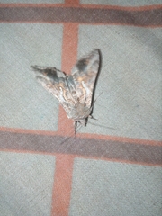 Autoplusia gammoides