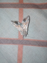 Autoplusia gammoides