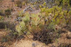 Protea burchellii × lepidocarpodendron