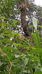 Symbrenthia hypselis