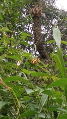 Symbrenthia hypselis