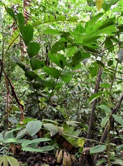 Socratea exorrhiza