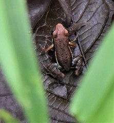 Epipedobates boulengeri